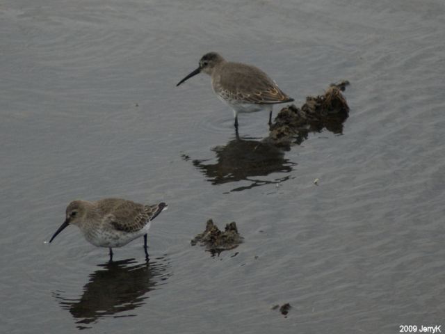 Dunlins